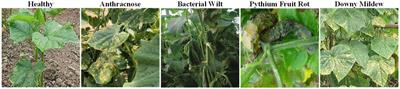 Detection of small targets in cucumber disease images through global information perception and feature fusion